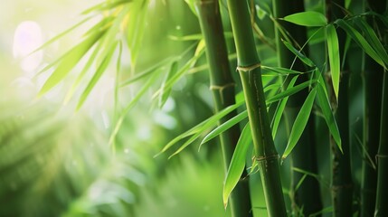 Bamboo Forest Serenity