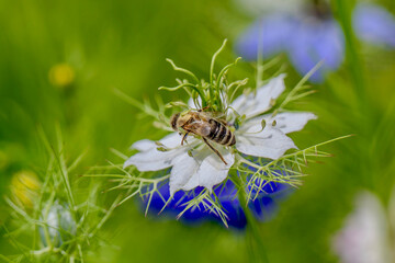 Bee on a flower in the meadow