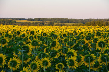 a field of sunflowers with trees in the background