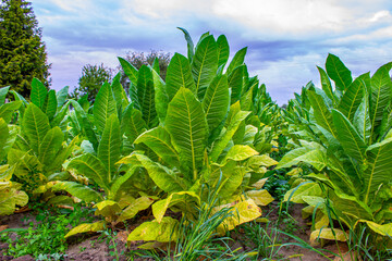 Tobacco plantation in Poland .,