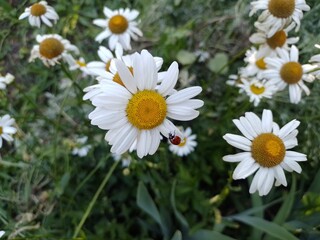 White daisies with ladybug.