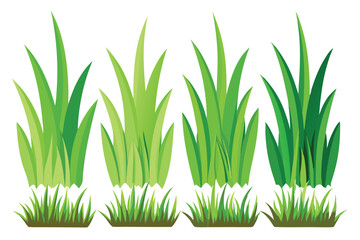 Green grass isolated on a white background with fresh, bright growth and natural elements
