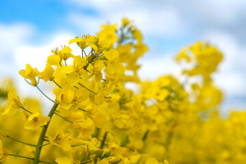 Obraz premium Close Up of Yellow Canola Flowers in Bloom on Sunny Day