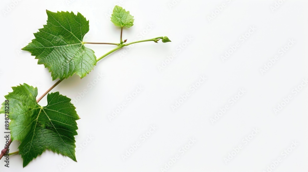 Poster isolated grape stem on white background with space for text
