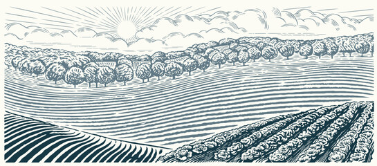 Rural landscape with hills, agriculture field and gardens, illustration hand-drawn in the graphic style. Vector landscape.
