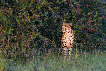 Cheetah (Acinonyx jubatus) walking and searching for prey in the late afternoon in Mashatu Game Reserve in the Tuli Block in Botswana 