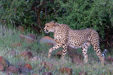 Cheetah (Acinonyx jubatus) walking and searching for prey in the late afternoon in Mashatu Game Reserve in the Tuli Block in Botswana 