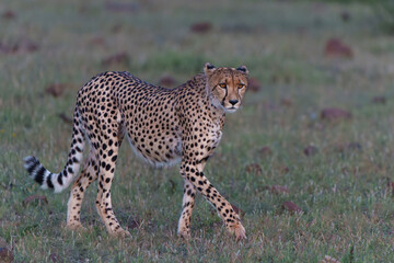 Cheetah (Acinonyx jubatus) walking and searching for prey in the late afternoon in Mashatu Game Reserve in the Tuli Block in Botswana 