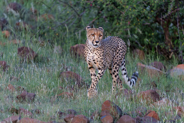 Cheetah (Acinonyx jubatus) walking and searching for prey in the late afternoon in Mashatu Game...