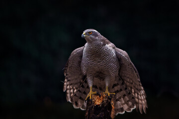 Northern Goshawk (accipiter gentilis) sitting on a pole in the forest in the Netherlands. Dark Background.