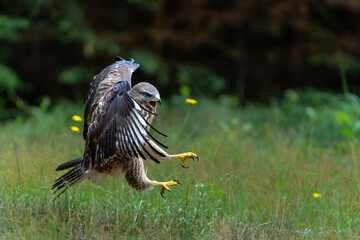 Common Buzzard (Buteo buteo) flying in the forest of Noord Brabant in the Netherlands.  Green forest background