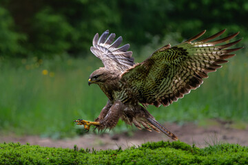 Common Buzzard (Buteo buteo) flying in the forest of Noord Brabant in the Netherlands.  Green forest background