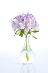 Beautiful violet alstroemeria flowers in vase isolated on white