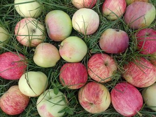 Beautiful ripe apples on green grass.