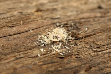 Screw in wooden plank and sawdust, closeup