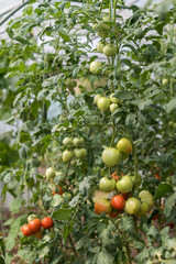 Young tomato plants with green and red fruits in a greenhouse
