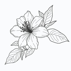 A hand-drawn vector design of jasmine flower, showcasing intricate details and delicate elegance. Ideal for nature-inspired and timeless design projects.