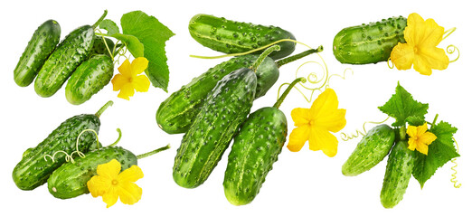 Collage mix set of Fresh cucumbers with yellow flowers and green leaves. Ripe cucumber vegetables. Organic food. Isolated on white background