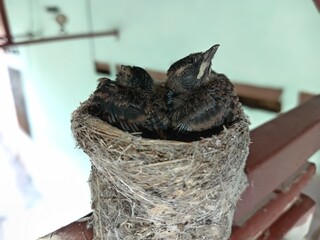 A small malaysian pied fantail (Rhipidura javanica)  two  bird chicks in  their nest  on buiding structure. 14 days age.  photo  taken in malaysia