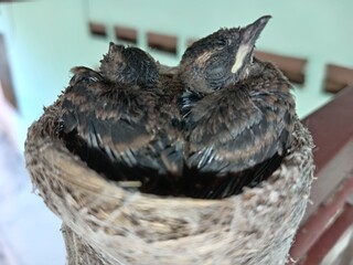 A small malaysian pied fantail (Rhipidura javanica)  two  bird chicks in  their nest  on buiding structure. 14 days age.  photo  taken in malaysia