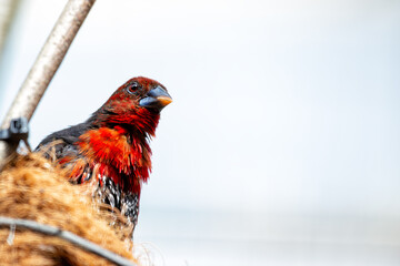 Red-throated Twinspot (Hypargos niveoguttatus) Found in Eastern Africa