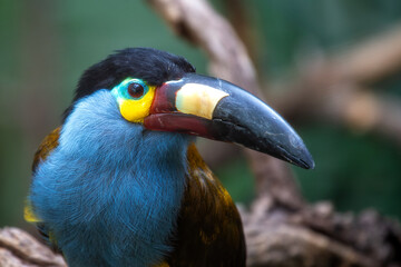 Plate-Billed Mountain Toucan (Andigena laminirostris) Found in the Andes of Ecuador and Colombia