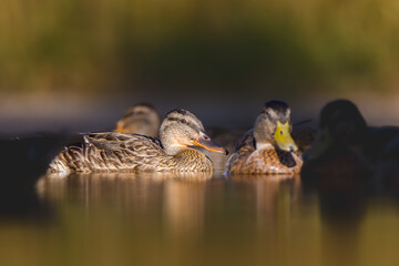 mallard duck on a pond in the morning light