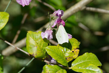 Common brimstone butterfly (Gonepteryx rhamni) sitting on a pink flower in Zurich, Switzerland