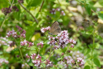 Ringlet (Aphantopus hyperantus) butterfly sitting on a pink flower in Zurich, Switzerland