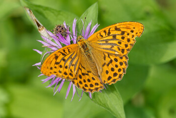 Silver-washed Fritillary butterfly (Argynnis paphia) sitting on pink flower in Zurich, Switzerland