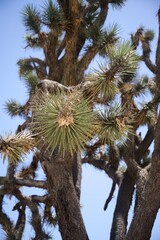 Close Up of Joshua Tree Prickly Branch at Saddleback Butte State Park in California's High Desert