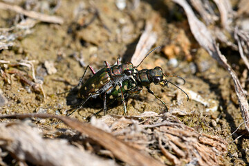 Dünen-Sandlaufkäfer // Dune tiger beetle (Cicindela hybrida) - Griechenland // Greece