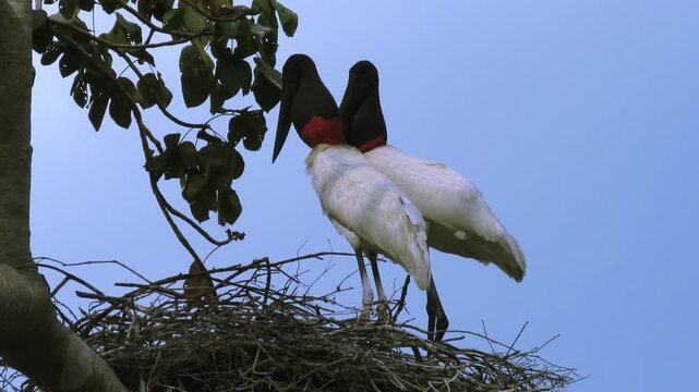 Large jabiru (Jabiru mycteria) in nest. Pantanal, Brazil.