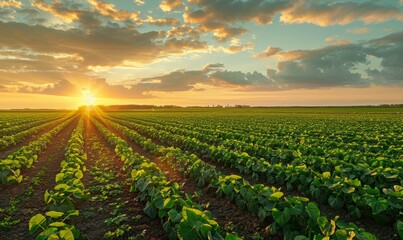 Green agricultural field under sky at sunset