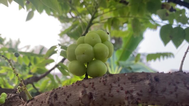 Close up of fresh green Otaheite gooseberry or Phyllanthus acidus fruits hanging on a tree branch.