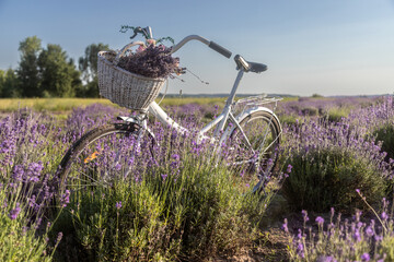 White vintage bicycle in a lavender field