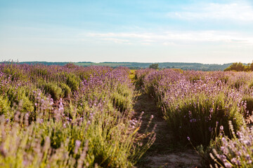 Field of lavender flowers