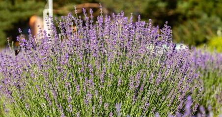 Lavender flowers over a purple lavender field background