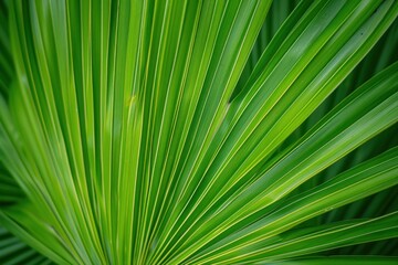 Close-up the palm leaf texture, green backdrop