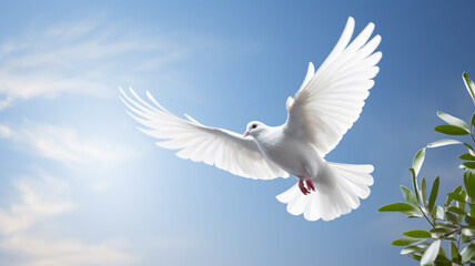 Fototapeta premium A single white dove flying in the air carrying a olive leaf branch on a blue sky background - peace and freedom concept 