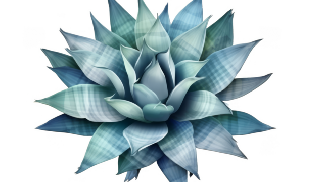  Blue agave plant isolated on transparent background