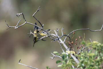 Mother Lesser Goldfinch bird perched on deadwood branch with her fledgling babies