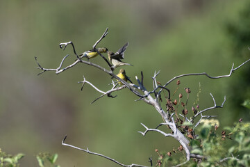 Mother Lesser Goldfinch bird has beak in her fledgling babies mouth to feed