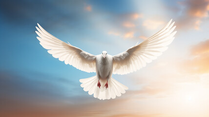 A single white dove flying in the air with wings wide open on a pastel background - peace and freedom concept 