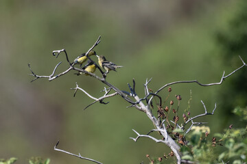 Mother Lesser Goldfinch bird has regurgitated food stuck between hers and her fledglings beaks