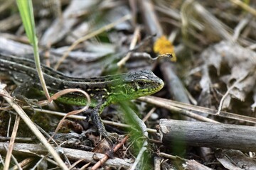 lizard on a tree