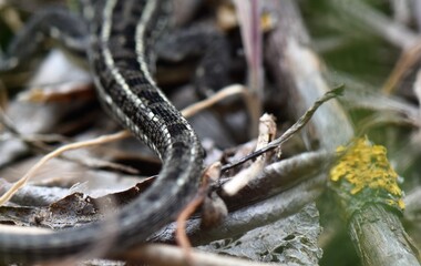 Lizard tail on the grass in the forest, closeup of photo