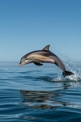 Fototapeta premium Dolphin leaping out of the water