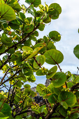 Coccoloba uvifera pertenece a la familia de Polygonaceae.