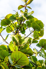 Coccoloba uvifera pertenece a la familia de Polygonaceae.